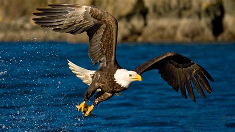 Animals Eagle Birds Water Wallpapers Hd Desktop And