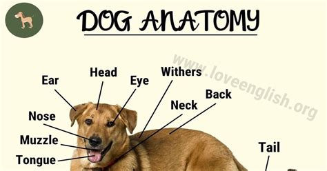Dog Anatomy In This Useful Article We Show You A List Of Different