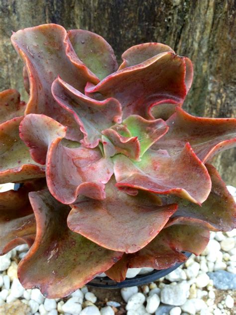 Committee for medicinal products for human use (chmp). ECHEVERIA "PHYLLIS COLLIS". | Suculentas, Cactos e ...
