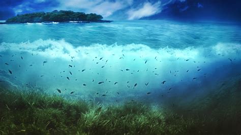 Fish Underwater Near Islet Sea Nature Island Fish Hd Wallpaper