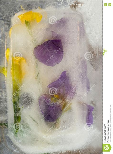 Frozen Flower Of Iris Stock Image Image Of Purity Nature 71617431