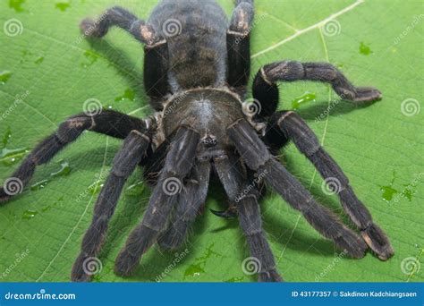 Giant Black Spider Isolate On Green Stock Image Image Of Female