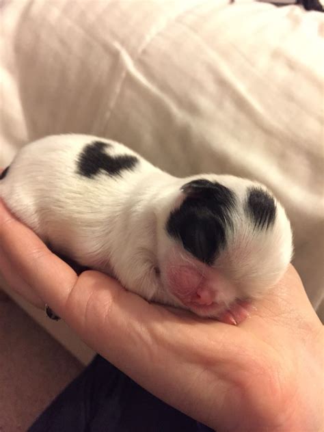 One Week Old Baby Japanese Chin Puppy Japanese Chin Puppies Japanese