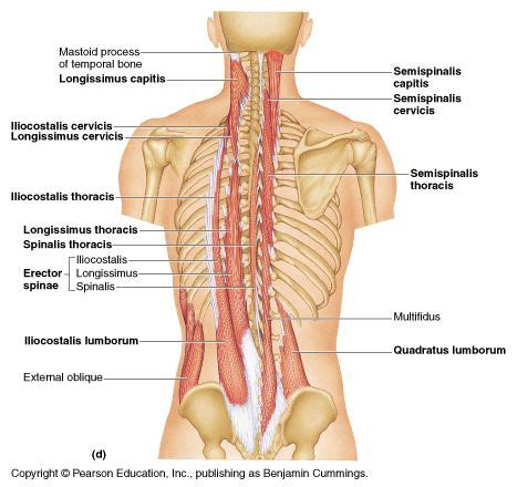 It originates from the vertebral spine in the middle and lower back and covers the lower half of the thoracic. Muscles of the back posterior view Anatomy (With images) | Musculoskeletal system, Pearson ...