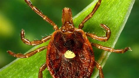 Native Person Shares Signs And Signs Of Lyme Illness Kinds Of Diseases