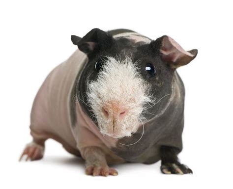 Hairless Guinea Pig Standing Stock Photos Free And Royalty Free Stock