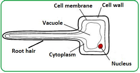 Nucleus, cytoplasm, plasma membrane, cell wall and vacuole. #62 Passage of water through root, stem and leaf | Biology ...