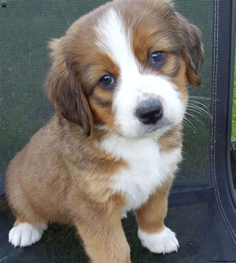 Bernese Mountain Dog Mixmeet Amber A Puppy For Adoption