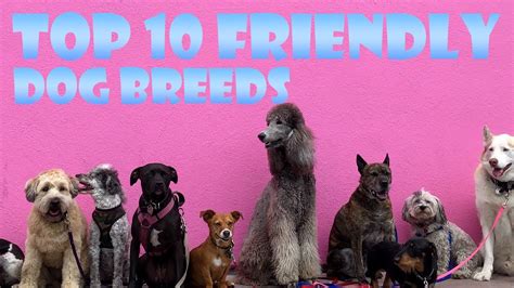 Top 10 Friendly Dog Breeds Of 2023 Youtube
