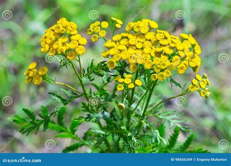 Wild Medicinal Plant Tansy Lat Tanacetum Vulgare Stock Image Image