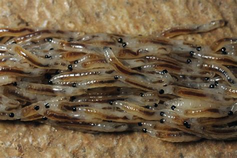 Dark Winged Fungus Gnat Larvae Flickr Photo Sharing