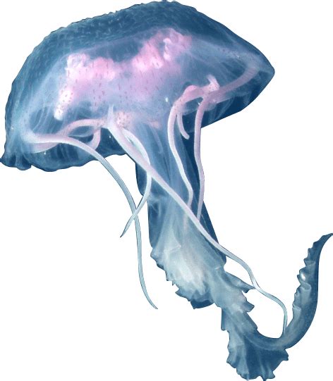 Jellyfish Png Hd Png Mart