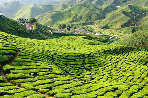 The Ultimate Guide To The Cameron Highlands Malaysia 2024