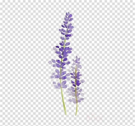 Lavender Clipart Png Png Image Collection