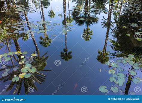 Palm Tree In Water Reflection With Water Rose Clear Pure View Stock