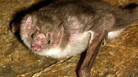 Fungus Associated With Bat Disease Detected In South Dakota