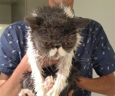 21 Pets Having The Worst Most Hilarious Baths Of Their Lives Realclear
