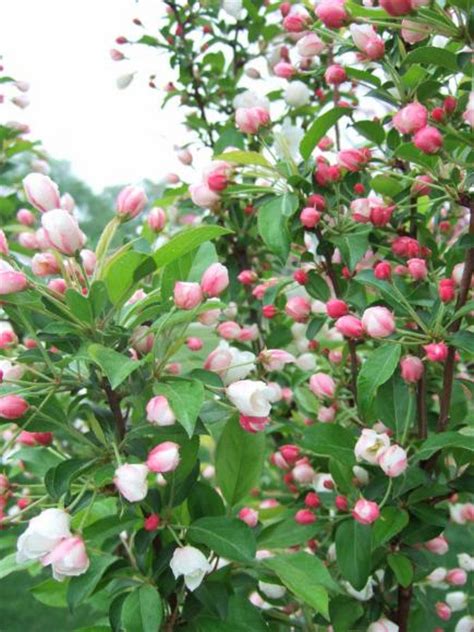 Learn about fast growers for both cold and warm climates. 20 Tough Trees for Midwest Lawns | Midwest Living