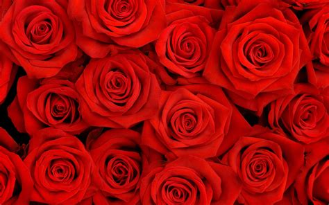 Red Rose Flower Background ·① Wallpapertag