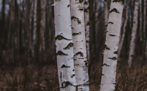 Download Wallpaper 3840x2400 Birch Trees Forest Nature 4k Ultra Hd 16