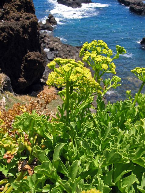 Lechuga De Mar Plantas Medicinales Canarias