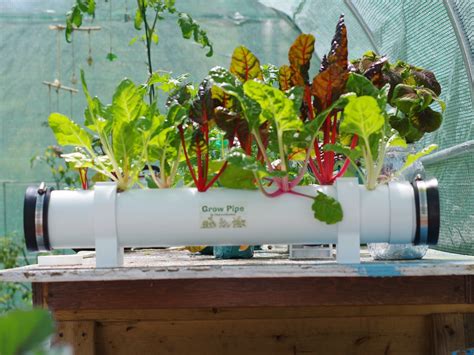 Chareststudios Growpipe A Simple Passive Hydroponic Set Up Flickr