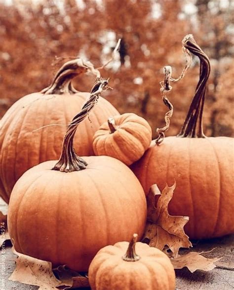 Pin By Ren Tolbert On Autumn Autumn Witch Pumpkin Autumn Magic