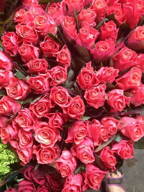 Coral Pink Rose Called Pink Tacazzisold In Bunches Of 20 Stems