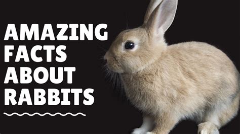 Top 20 Amazing Facts About Rabbits Youtube