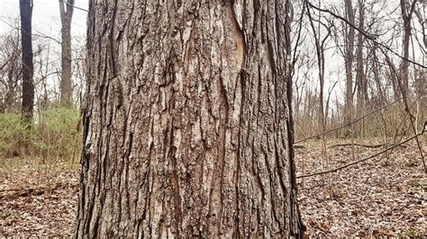 Sugar Maplered Maple Mature Bark Comparison Youtube