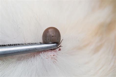Removing Tick With Metalic Tweezers Stock Image Image Of Blood