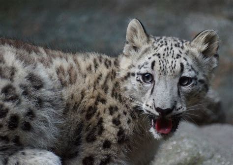 Leos Cub Bronx Zoo Male Snow Leopard Cub Born On 4913 Flickr