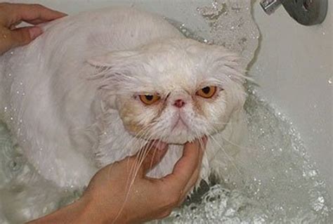 Ten Angry Wet Cats You Might Want To Hide From