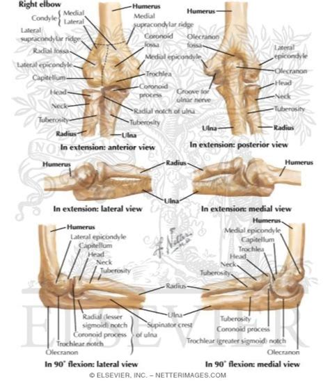 Elbow Joint Bone Anatomy Anatomy Structure