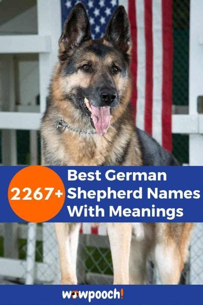 Top 2267 Best German Shepherd Names With Meanings Wowpooch