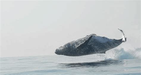 Rare Footage Captures Massive Humpback Whale Jumping