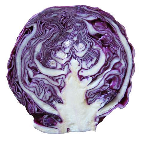 Red Cabbage Png Image Purepng Free Transparent Cc0 Png Image Library