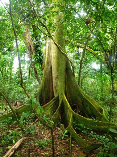 A tropical rainforest is a hot, humid, and flourishing dense forest, usually found around the equator. Bocas del Toro Ecosystems - Institute for Tropical Ecology ...