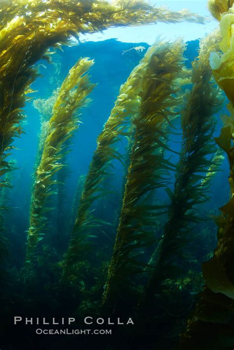 A Kelp Forest Macrocystis Pyrifera San Clemente Island California