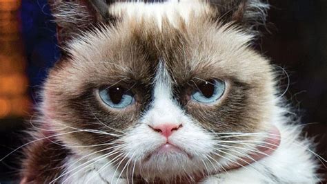 Grumpy Cat Grumpy Cat Know Your Meme
