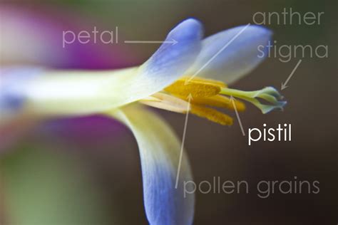Pistil Lloyd Godman Catalogue Of Bromeliad Plants