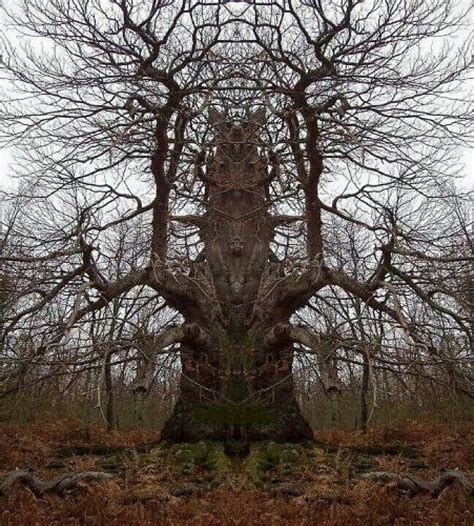 Creepy Cool Weird Trees Unique Trees Tree