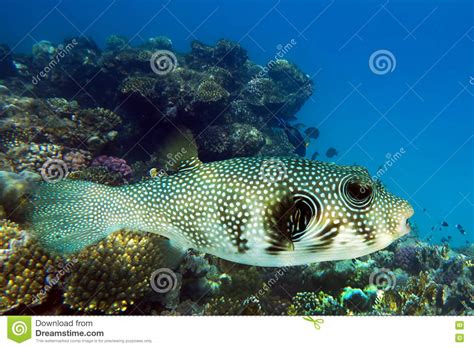 Giant Puffer Arothron Stellatus Sea Fish On The Coral