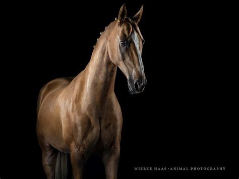 Stunning Horse Portraits Photography By Wiebke Haas 99inspiration