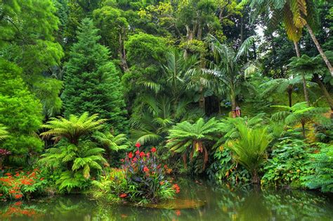 Tropical Rainforest Wallpapers 66 Background Pictures
