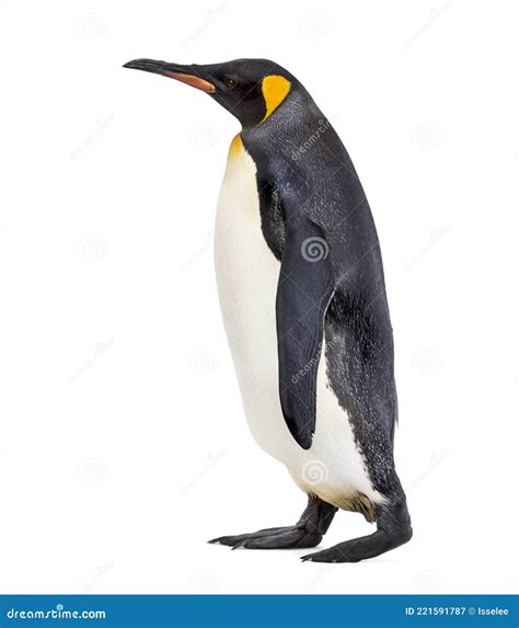 Side View Of A King Penguin Walking Stock Image Image Of Vertebrate