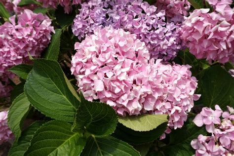 How To Magically Change The Color Of Your Hydrangeas Diy And Crafts
