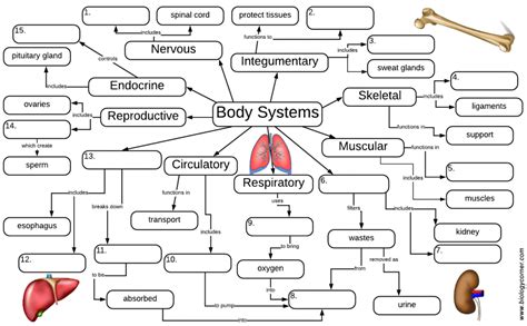Body Systems Graphic Organizer