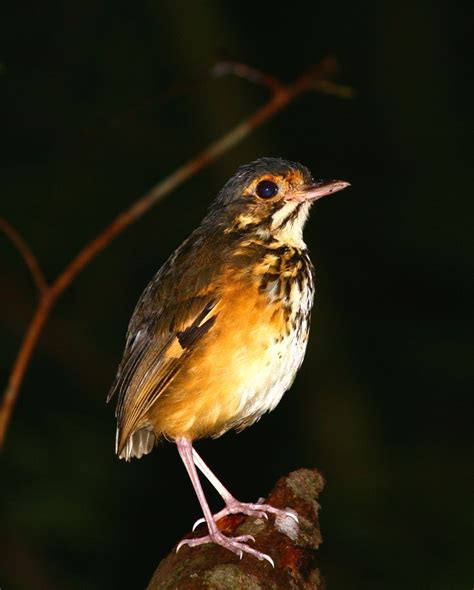 Spotted Antpitta Spotted Birds Fortuna