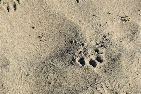 Paw Print In Sand Free Stock Photo Public Domain Pictures